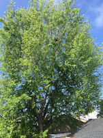 Sweetgum in my backyard